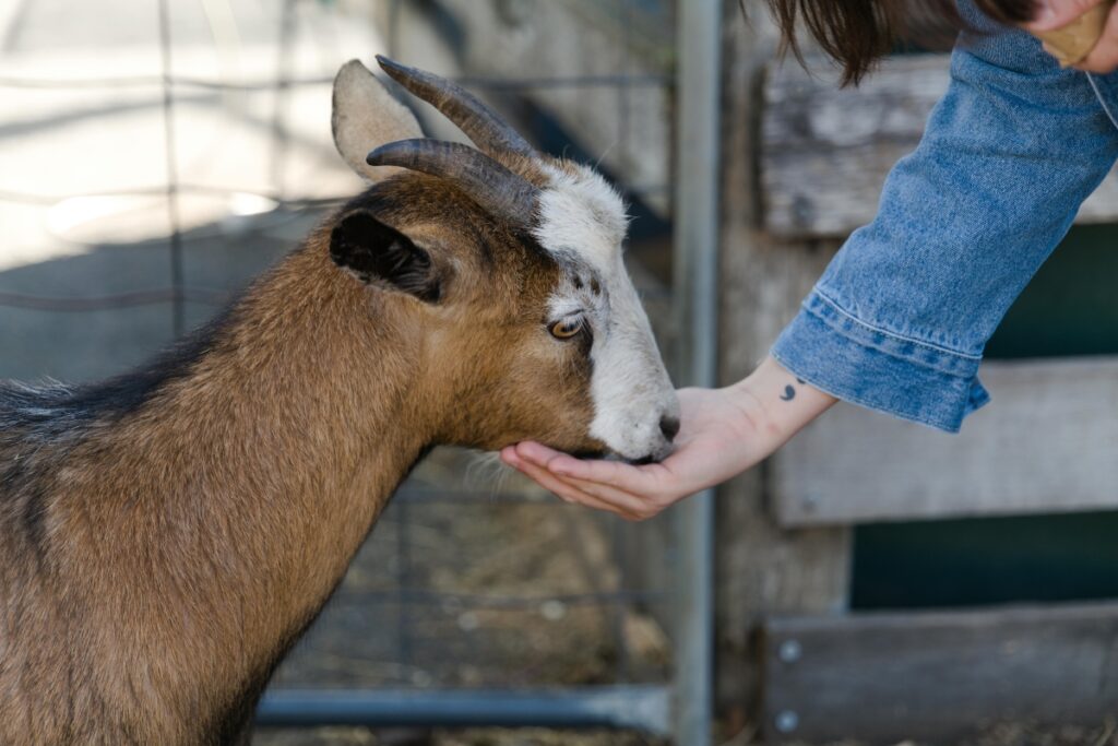 Petting Farm at Plymouth Farmer’s Market