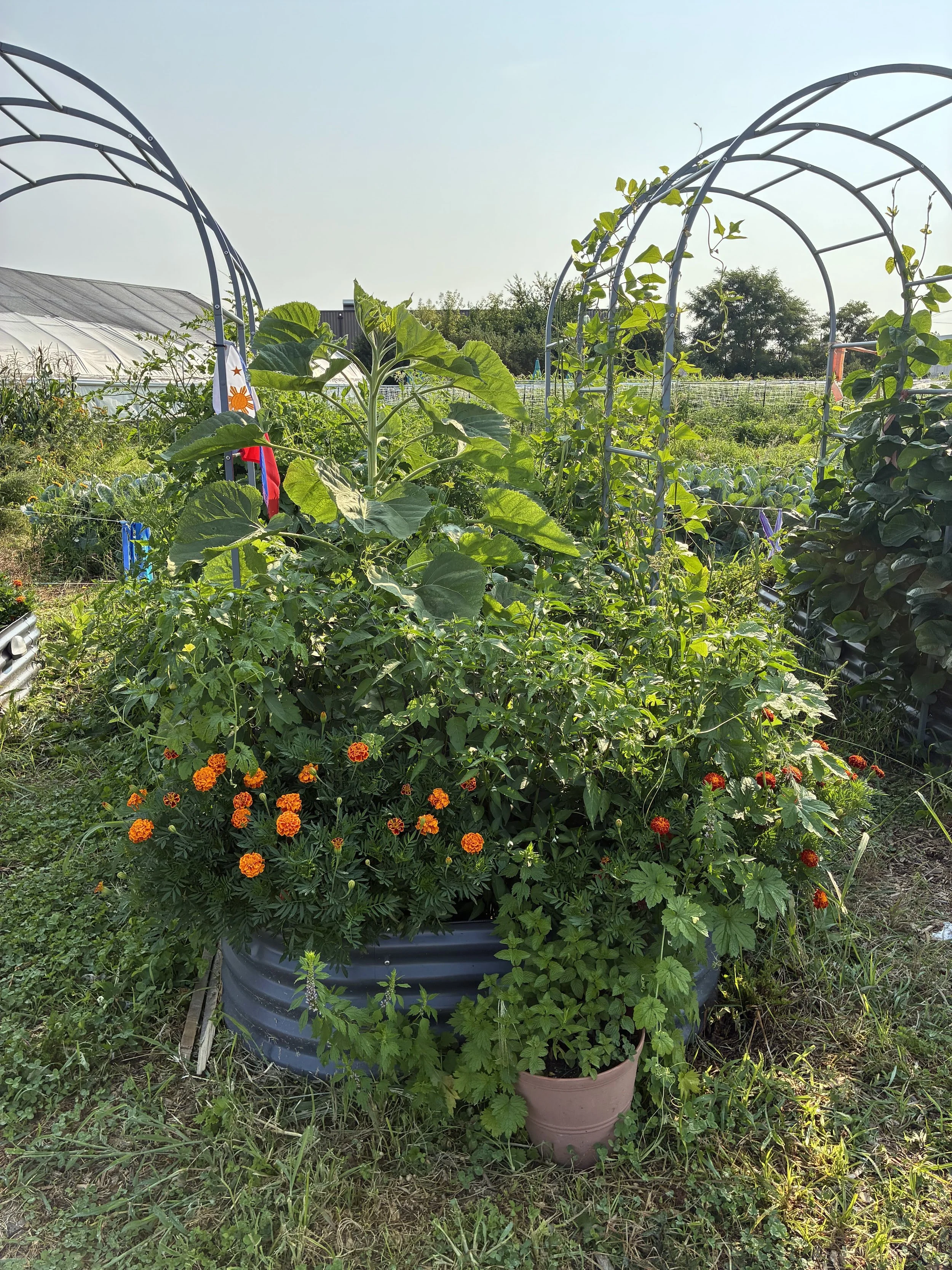 Season Extension & Putting Your Garden to Bed