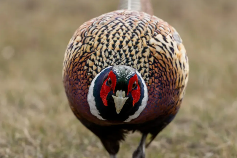 Pheasant Flock Party