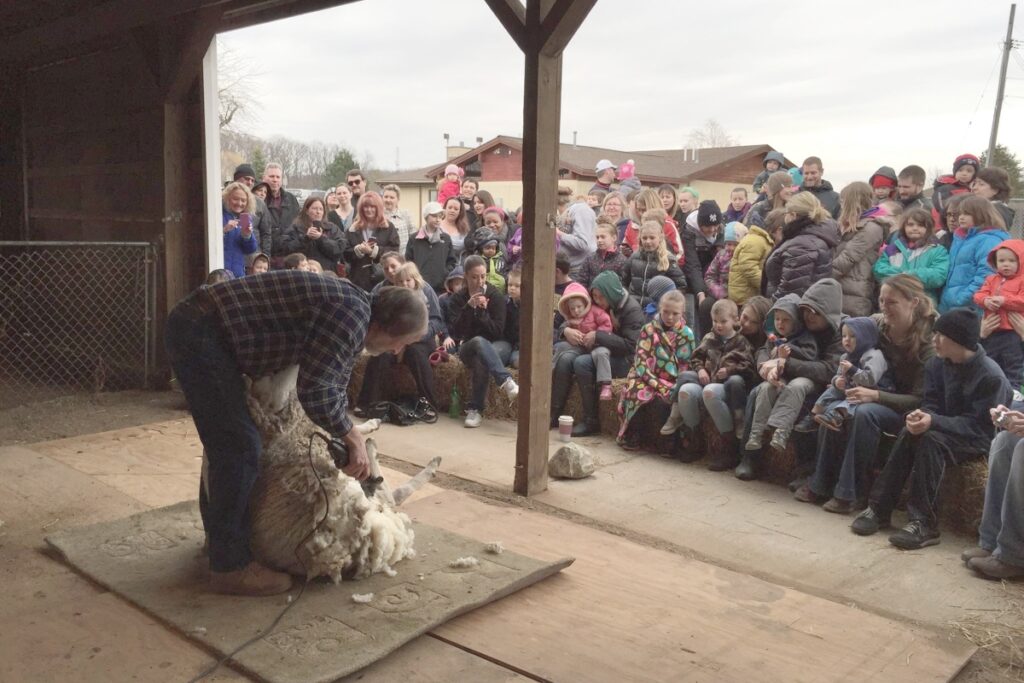 Sheep Shearing & Pancake Breakfast