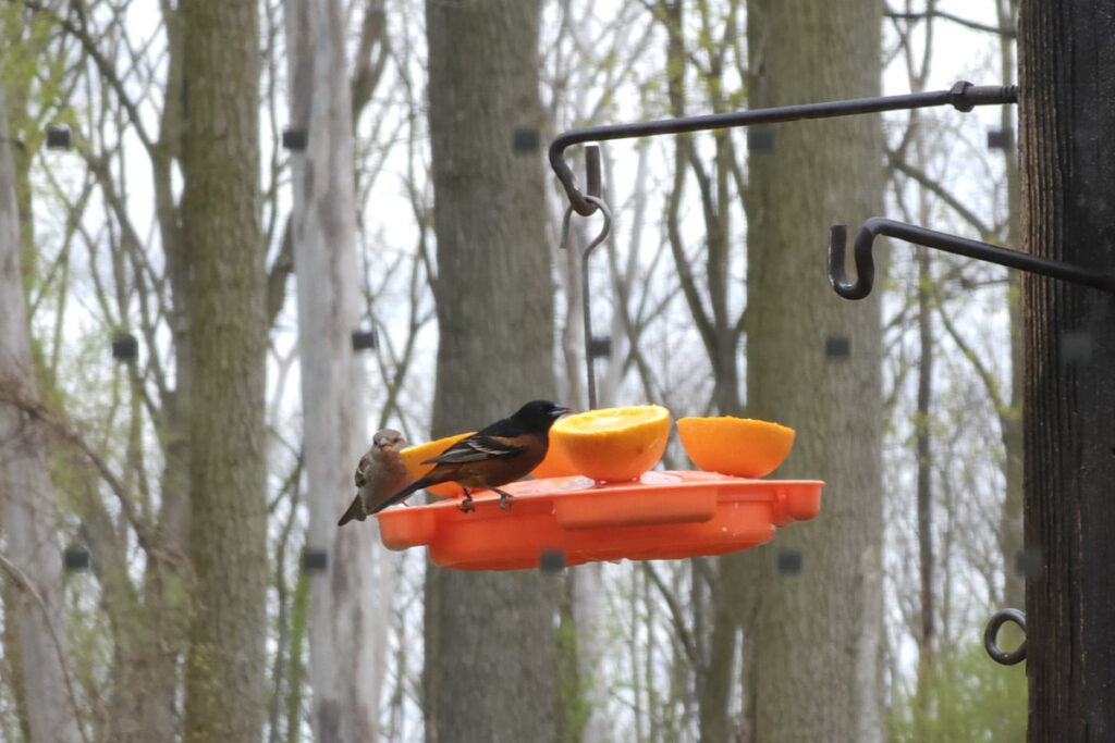Nourished by Nature: Birding