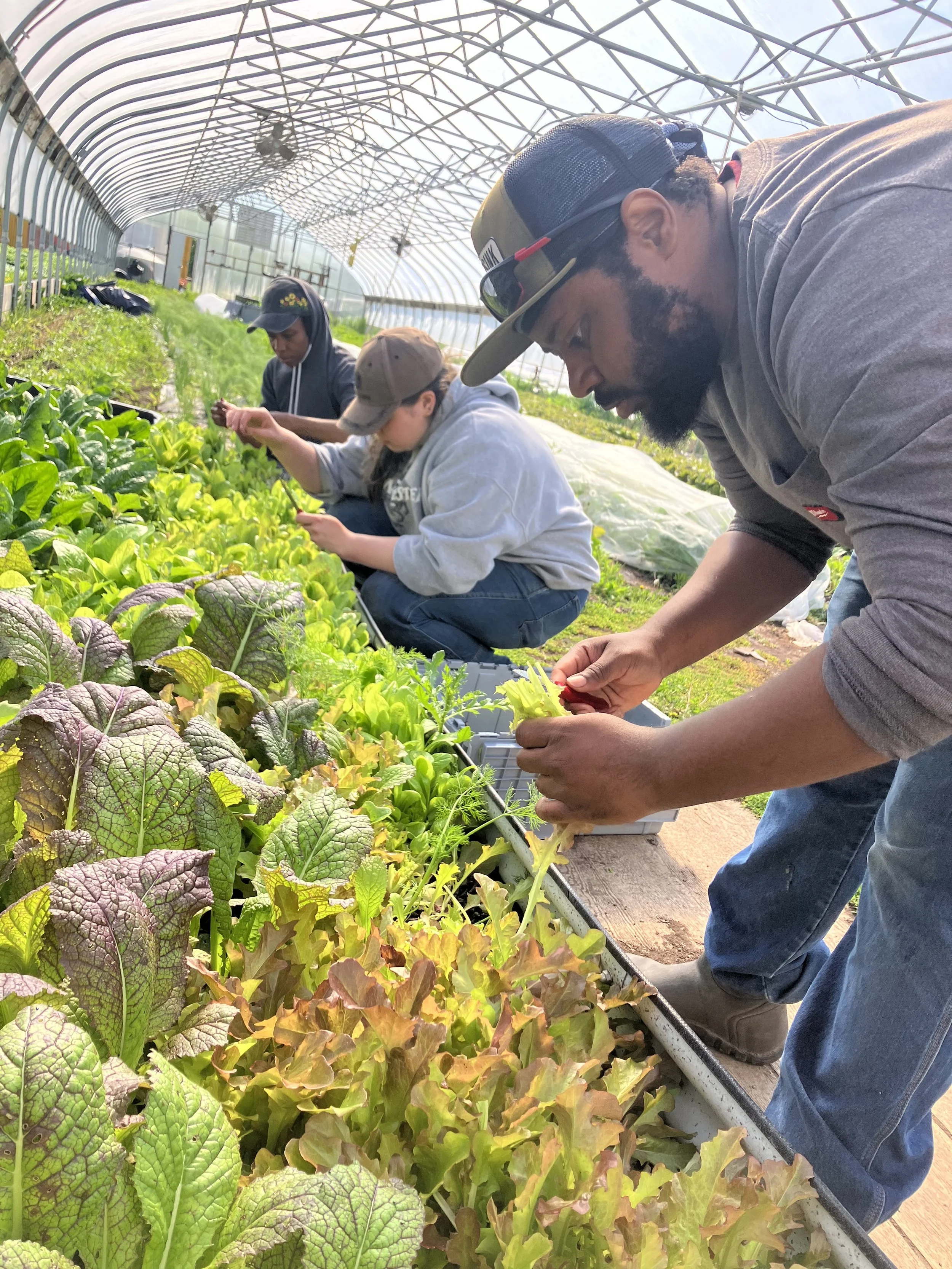 Weekly Volunteer Hours at KGD Farm - June 11