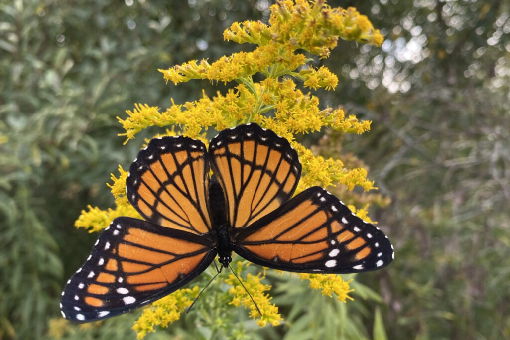 Weed Wackers: How to Garden